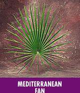 Mediterranean  Leaf Altar Decor Palms  (Bag Of 8)